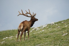 Create Listing: Elk Rut Observation